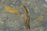 Ordovician Crinoid Fossils - Kaid Rami, Morocco #102842-2